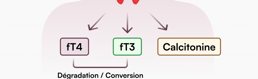 02_Schilddruese_fT4_fT3.png