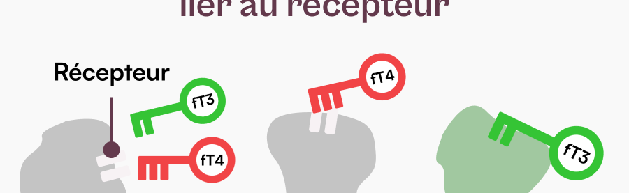 03_Seule_la_fT3_peut_se_lier_au_recepteur.png