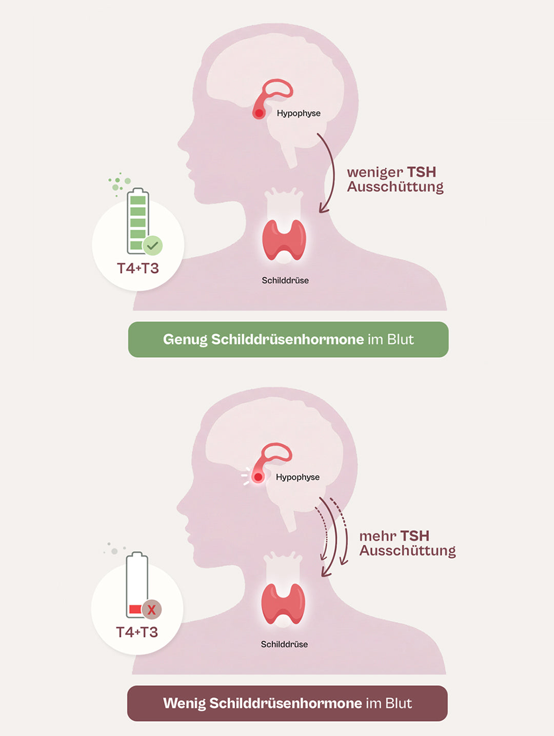 Homed-IQ Schilddrüsen Test – TSH, FT4 & FT3, Selbsttest Aus Deutschland